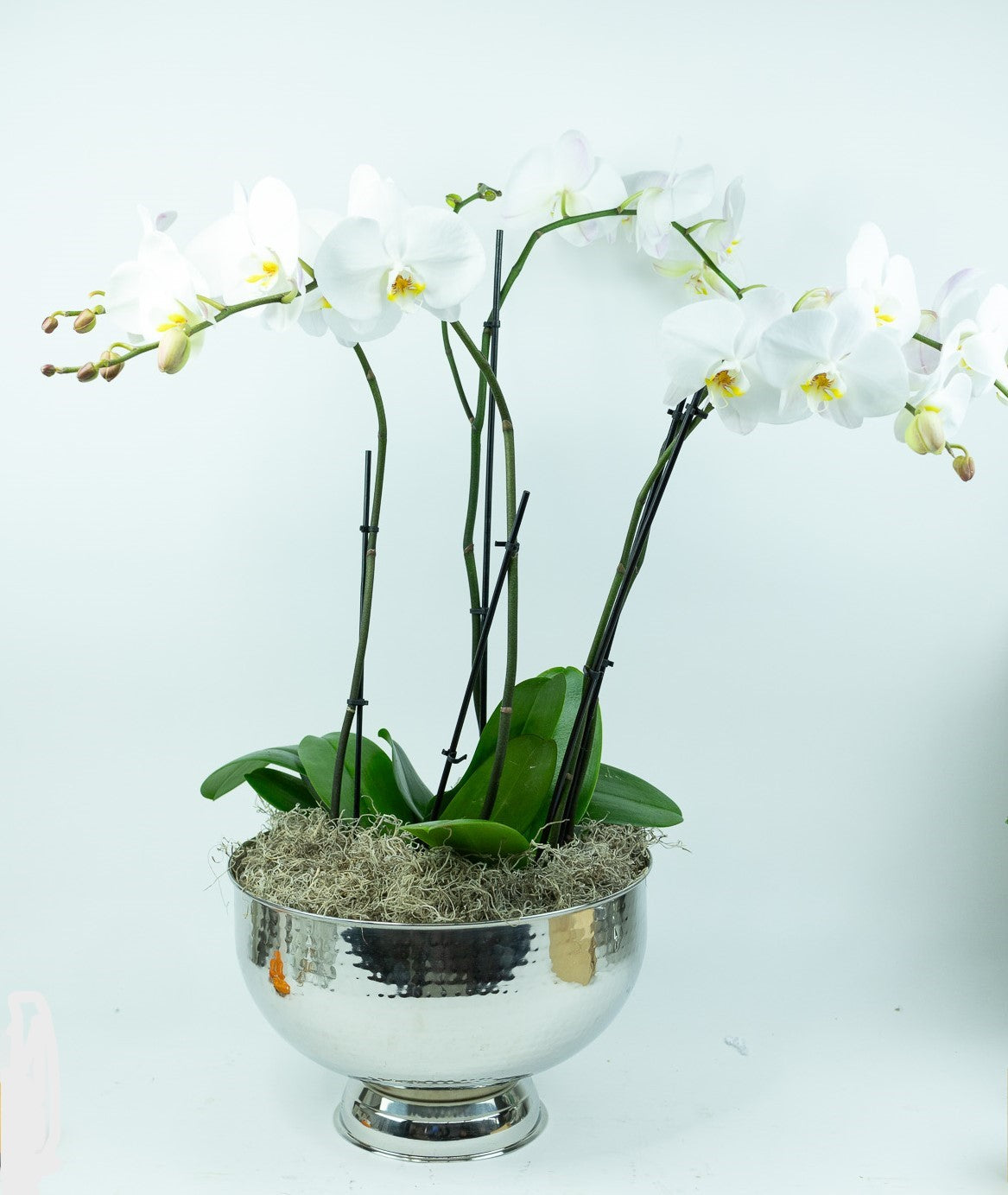 Orchids Deluxe