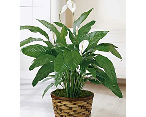 peace lily gift Peace Lily