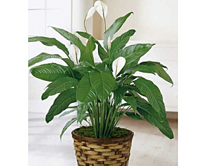 Peace Lily